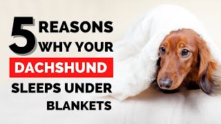 Why Do Dachshunds Burrow Under Blankets?