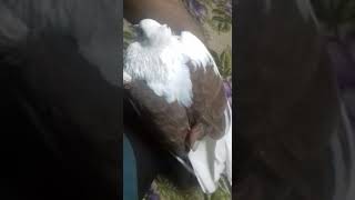 Bahawalpur Pigeon uqab kabootar