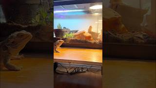 Waving Bearded Dragon #petreptile #pets #beardeddragon