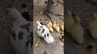 why are so cute 😍 #youtubeshorts #duck #satisfying #shortsvideo