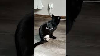 Poor cat and amputated legs