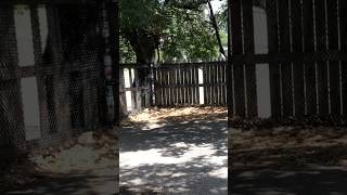 The Grassy Knoll: JFK Assassination at Dealey Plaza