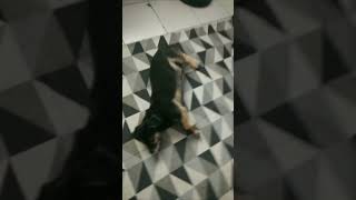 É Um CãoNalha