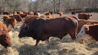 RED MASHONA BULL IN EAST TEXAS