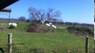 Sheep in a the Maremma Farm