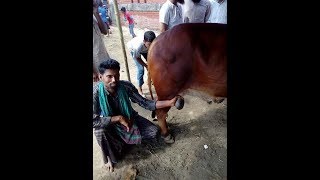 চাঁদ রাত হাজারিবাঘ গরুর হাট ২০১৮/Hazaribagh Gorur Haat 2018- গরু ভ্র্পুর হাটে