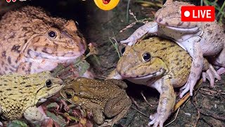 🐸🐸catching frogs for fun -  touch frogs jumping hahala