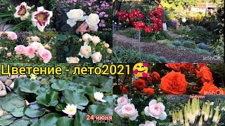 Лето-2021🥰... Супер цветение роз🌹  с названиями 💕, более 35 сортов