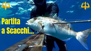 Pesca sub   :   🔱 Partita a Scacchi (Spearfishing Sardegna)