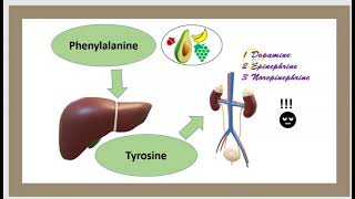 3 Minutes Dopamine deficiency Parkinson's ADHD RLS  USMLE NCLEX MCAT