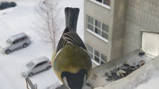 Feeding birds in winter