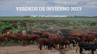 Manejo que aplicamos en los verdeos de invierno campaña 2023.