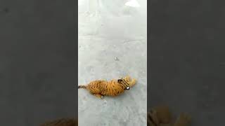 Broma a un perro con un Tigre de peluche.