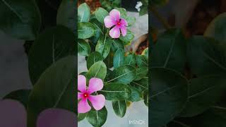 Sadabhar plant🌱 #plants #naturelovers #youtubeshorts #supoortme #subscribe