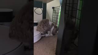 Angry Bunny thumps because I blocked his favorite hiding spot