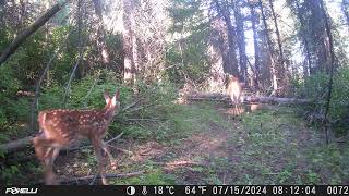 Mid-Summer Fawn