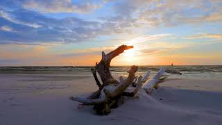 Sea, Beach, Sunset, Tree   Free Stock Footage 4K   NoCopyrightVideos   Free Download Copyright Free