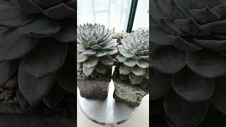 Satisfying Succulent Diy #92