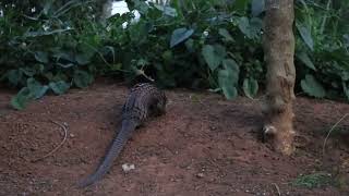 Pangolin Rescue at  UWEC