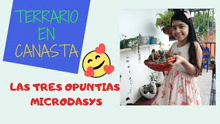 Las tres opuntias Microdasys 🌵 Terrario con pequeño oasis en canasta   #terrarios