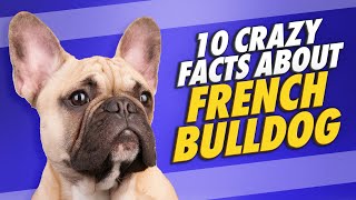 10 Facts About Frenchie Bull Dogs 🔟 Should I Get a French Bull Dog as a Pet⁉️