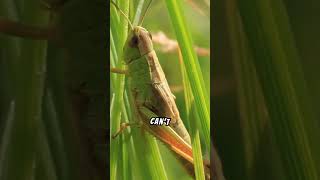 Learn more about Grasshoppers #jumpers #eyes #