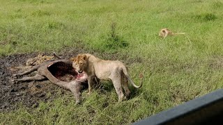 THE LIONS WERE SO PEACEFUL FEEDING ON THE BUFFALO 🦬/ GAME DRIVE IN THE PARK #africa #wildlife #kenya