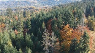 W Beskidzie Śląskim - wertykalnie (oswajanie DJI Spark)