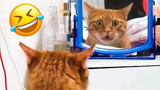 THE BEST CUTE AND FUNNY CAT VIDEO'S OF 2024😸😹