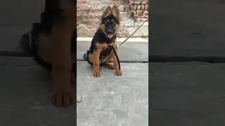 long coat German shepherd puppy #quality #viral #aggressive #shorts #puppy