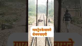 train hits cow crossing railway line   #railway #train #vandebharatexpressfullspeed #traincrash