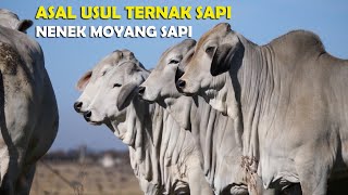 Asal Usul Sapi, Nenek Moyang Sapi, Jenis Sapi Yang Ada Dan Berkembang di Duni Hingga Saat Ini