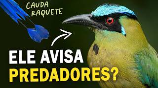 UDU: CANTOS e CURIOSIDADES do pássaro colorido e discreto! Qual os segredos da cauda do UDU?