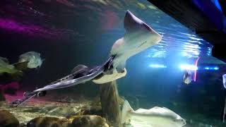 Stingrays at Blackpool Sealife.