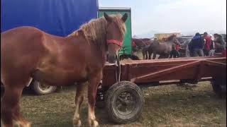 Targ de cai Sighetu-Marmatiei,Maramures2018