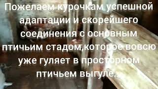 Купили курочек-несушек. Ломан Браун. Посадили на карантин в старый коровник.