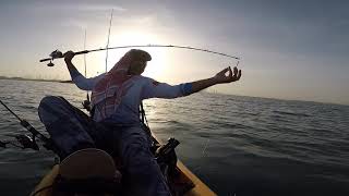 Kingfish Livebaiting Dubai