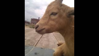 Urban Goat, chewing