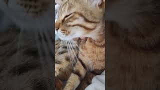 Доброе утро🫶💖❤️😻#shorts #cats #catsoftiktok #tabby_cat #catslover #catsofyoutube #tabbycat #catsvlog