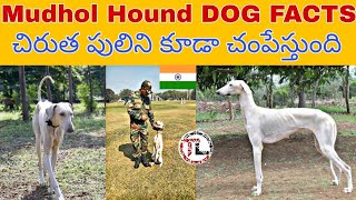 MUDHOL HOUND DOG FACTS IN Telugu | Taju logics