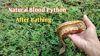 Natural Blood Python After Bathing