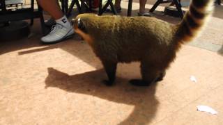 Coati - Parque Nacional Iguazú