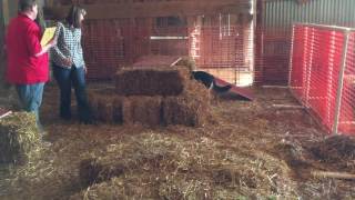 Barn hunt open- Raven GSD