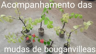 Acompanhamento das bouganvilles variegatas