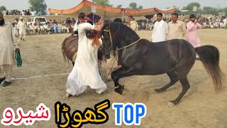 Top horse dance | Ghoda sharu | peer shah -57