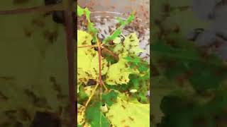 Ants Go Marching ASMR #ant #timelapse #relaxing #calm #tiktok #shorts #animal #fyp #leaves