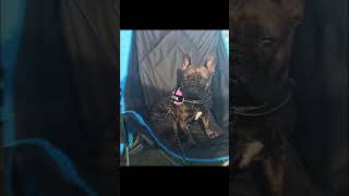 My French bulldog growing up part 2 #cutedog #adorable #frenchbulldog  #dog  #cute