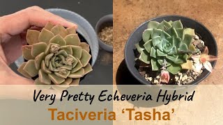 Taciveria Tasha-New and Unique Echeveria Hybrid Beauty