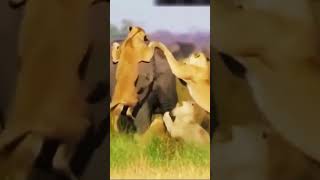 Lions Killing Elephant brutally @planet2animals