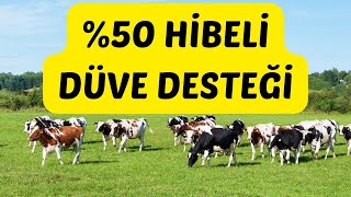 %50 Hibeli düve desteği başvuruları başladı